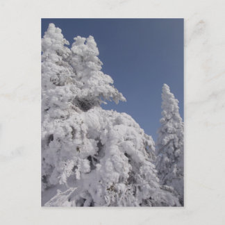 Postal Pinos Blanquetados de Nieve