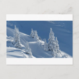 Postal Pinos cubiertos de nieve