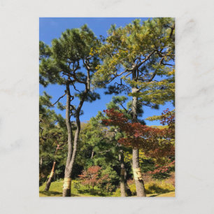 Postal Pinos en el cielo otoñal