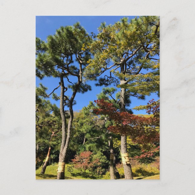 Postal Pinos en el cielo otoñal (Anverso)