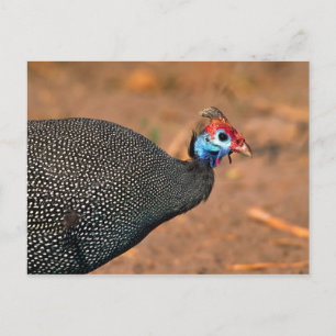 Postal Pintada común (Numida meleagris). África,