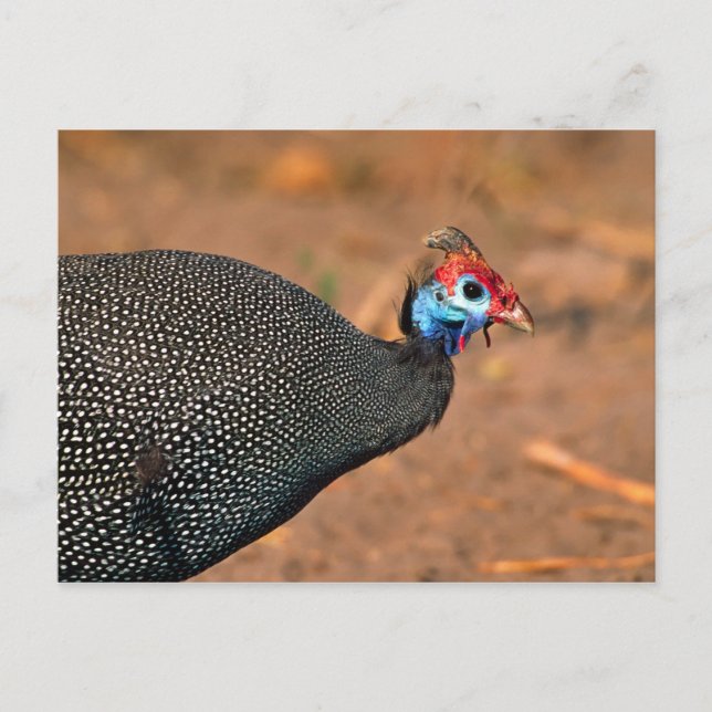 Postal Pintada común (Numida meleagris). África, (Anverso)