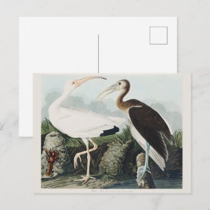 Postal Pintado Audubon White Lbis Bird