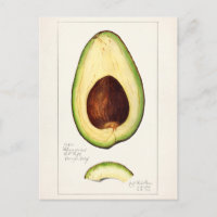 Pintado de acuarela de aguacate (Persea)