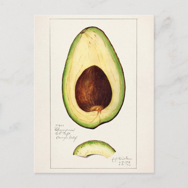 Postal Pintado de acuarela de aguacate (Persea) (Anverso)