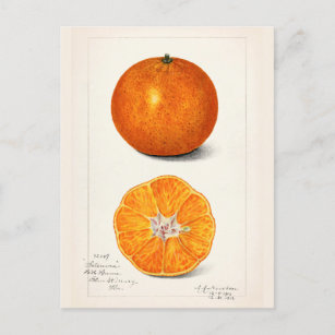 Postal Pintado de color de agua de frutas naranja (Citrus