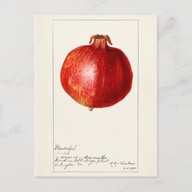 Postal Pintado de frutas de granadas (Punica Granatum) (Anverso)