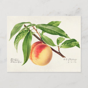 Postal Pintado de frutas de Peach Twig (Prunus Persica)
