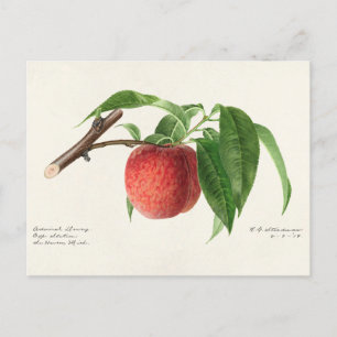 Postal Pintado de frutas de Peach Twig (Prunus Persica)