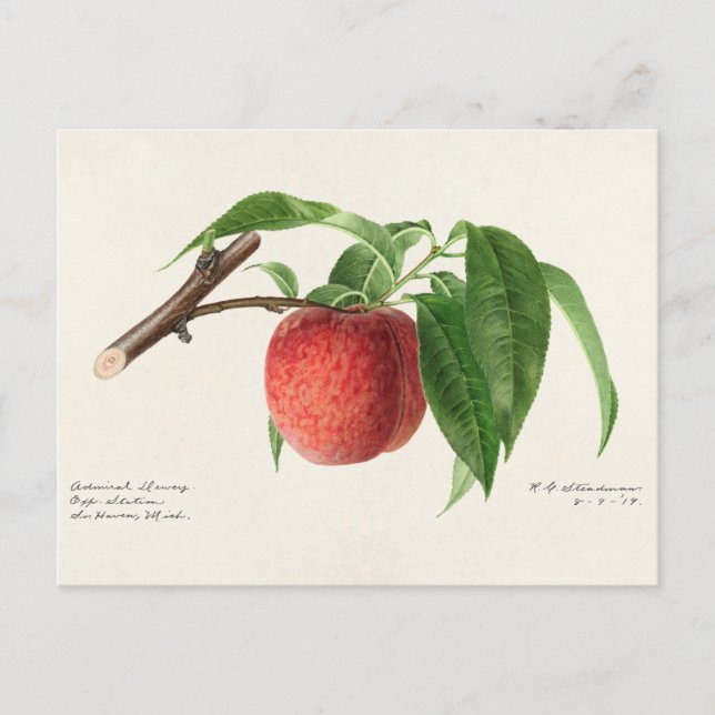 Postal Pintado de frutas de Peach Twig (Prunus Persica) (Anverso)