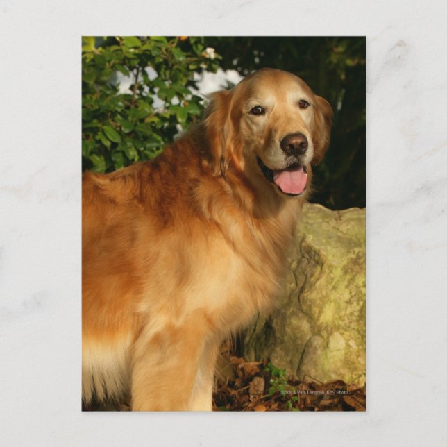 Postal Pintado de Golden Retriever (Anverso)