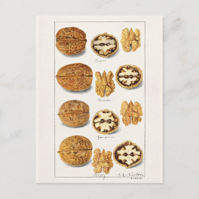 Postal Pintado de nueces (Juglans) de semilla (Anverso)