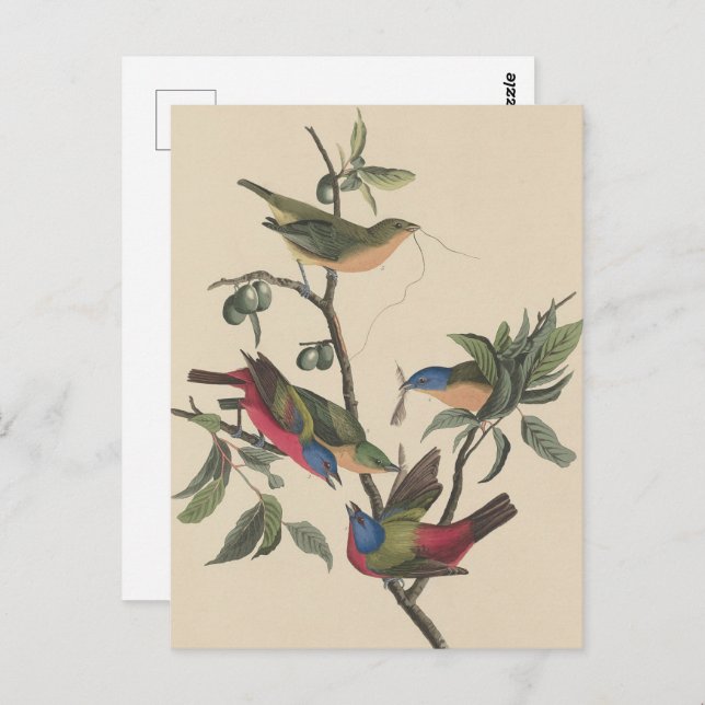 Postal Pintado de vida salvaje con dibujos animados de Au (Anverso / Reverso)