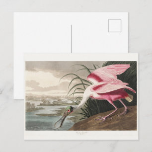 Postal Pintado de vida silvestre de roseate Spoonbill Aud