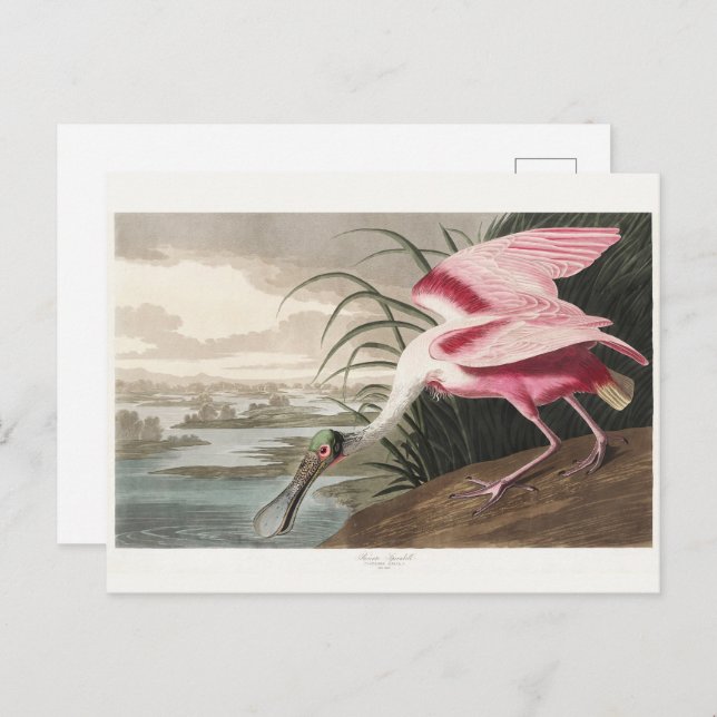 Postal Pintado de vida silvestre de roseate Spoonbill Aud (Anverso / Reverso)