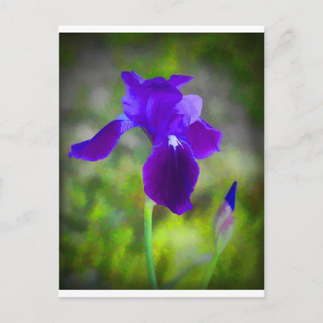 Postal Pintado digital de iris morado germánico (Anverso)