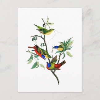 Postal Pintado Finch John James Audubon Birds of America