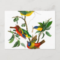 Pintado Finch por John James Audubon