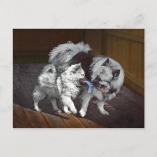 Postal Pintado Keeshond Playtime - Arte Perro Original.