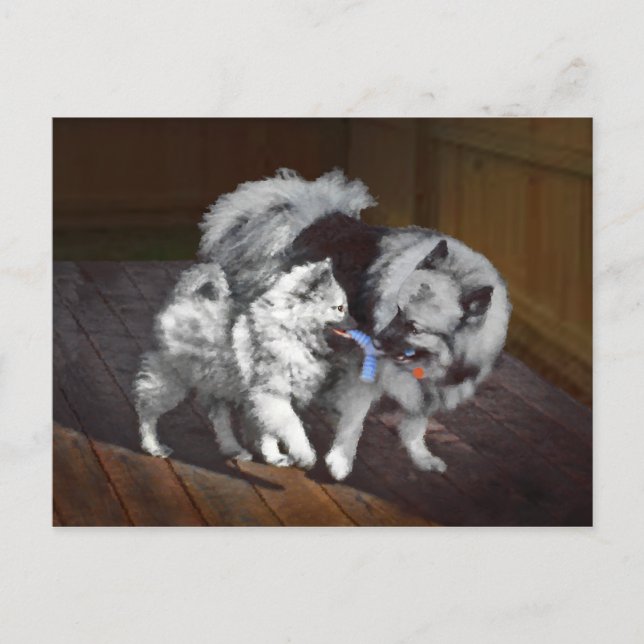 Postal Pintado Keeshond Playtime - Arte Perro Original. (Anverso)