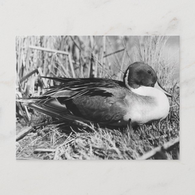 Postal Pintail Drake Black and White (Anverso)