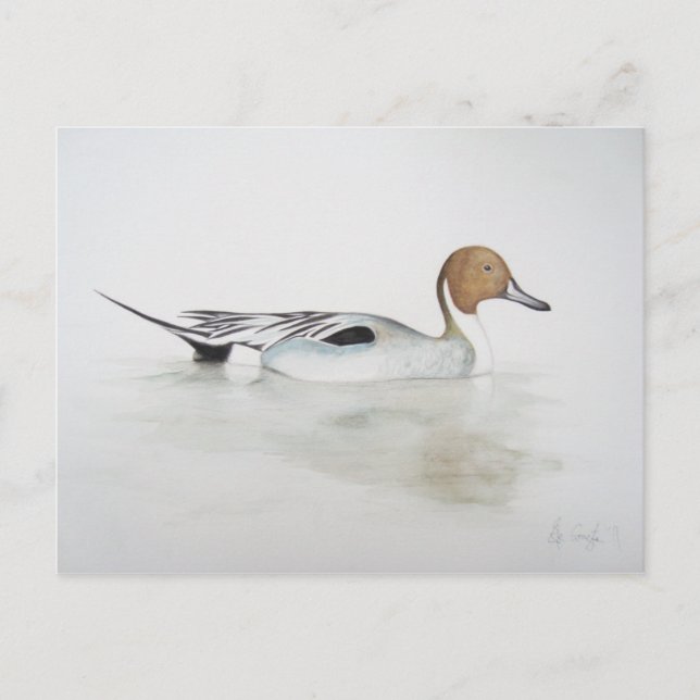 Postal Pintail Duck 2011 (Anverso)