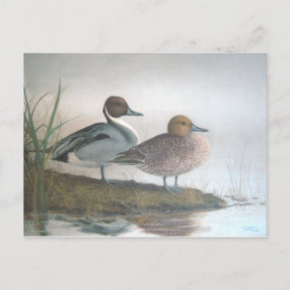 Postal Pintail Ducks