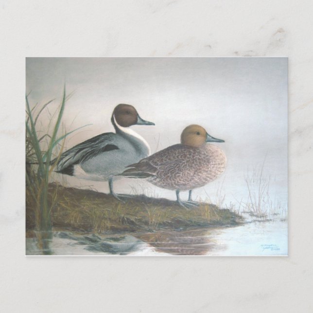 Postal Pintail Ducks (Anverso)