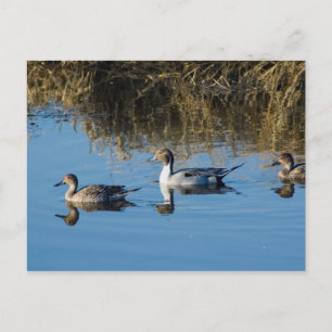 Postal Pintail septentrional