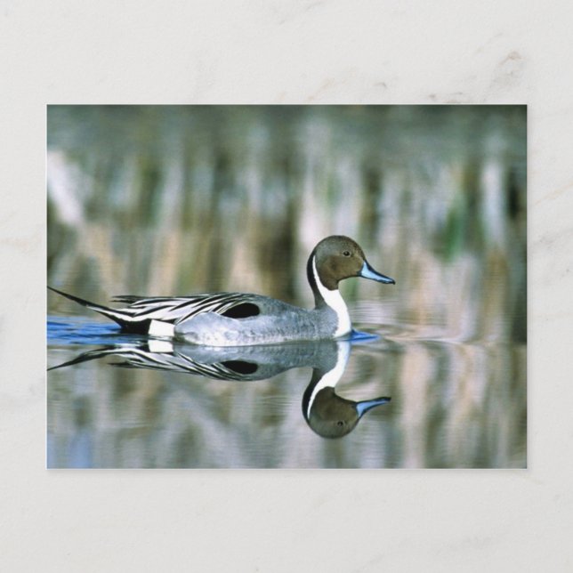 Postal Pintail septentrional (Anverso)