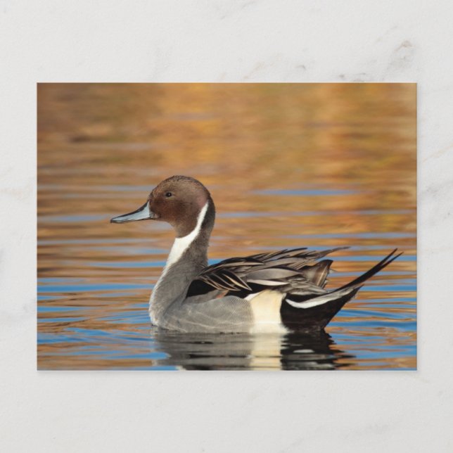 Postal Pintail septentrional masculino (Anverso)