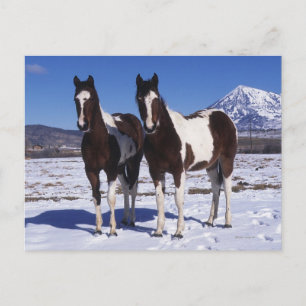 Postal Pintando caballos de pie en la nieve