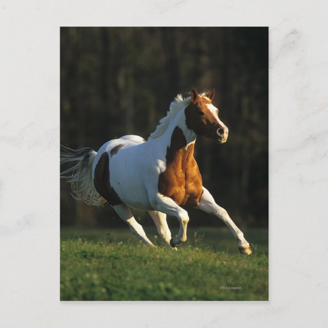 Postal Pintar caballo corriendo rápido (Anverso)