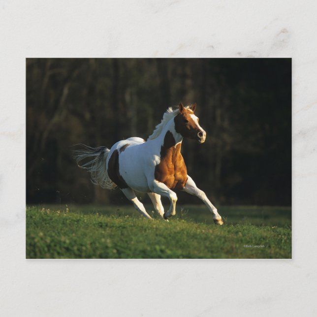 Postal Pintar caballo corriendo rápido (Anverso)