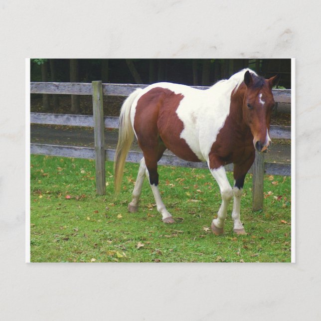 Postal Pintar caballo en la pastura (Anverso)