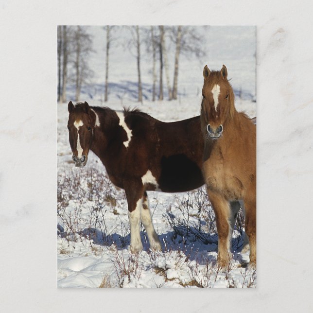 Postal Pintar caballos en la nieve (Anverso)