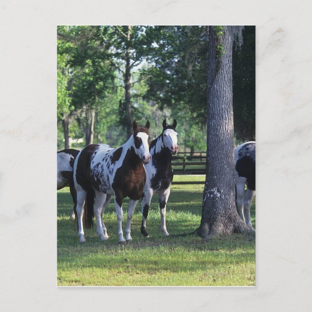 Postal Pintar caballos en los árboles (Anverso)