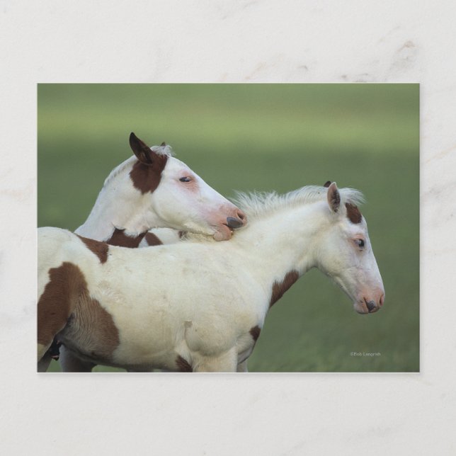 Postal Pintar los rostros jugando (Anverso)