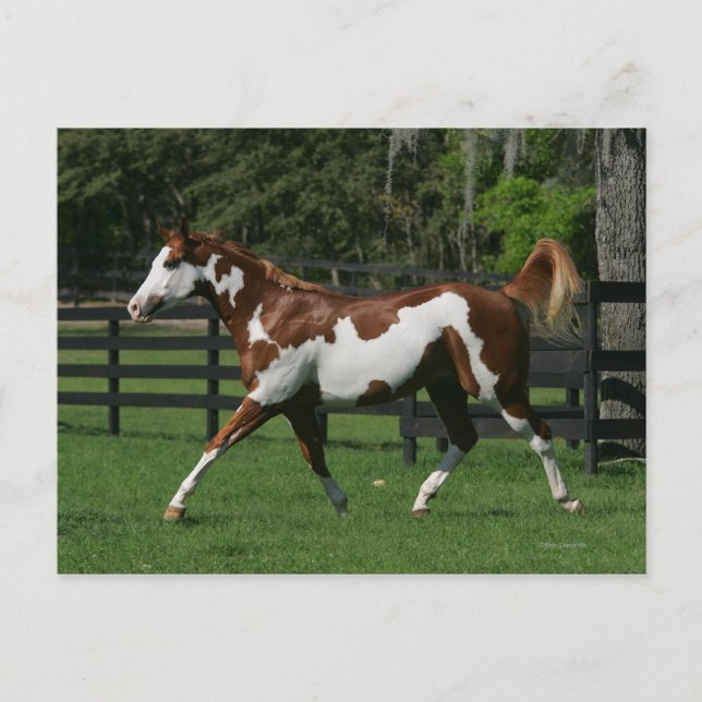 Postal Pinte el caballo que corre 1 (Anverso)