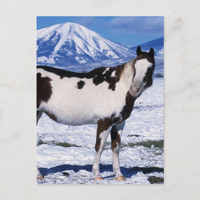 Postal Pinte el caballo que se coloca en la nieve (Anverso)