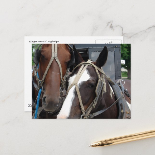 Postal Pinto Amish Horse Solid Amish Horse and Buggies (Anverso/Reverso In Situ)
