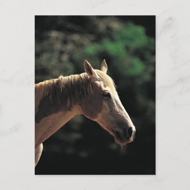 Postal Pinto antiguo (Anverso)