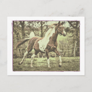 Postal Pinto Arabian