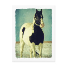 Pinto blanco y negro