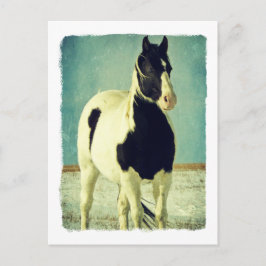 Postal Pinto blanco y negro