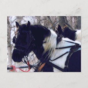 Postal Pinto Borde Caballos Rurales Fotografía Iowa