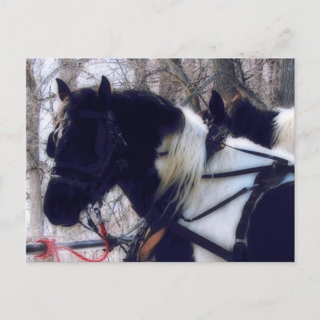 Postal Pinto Borde Caballos Rurales Fotografía Iowa (Anverso)