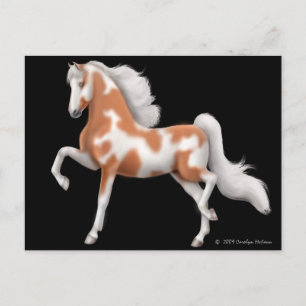 Postal Pinto de Saddlebred
