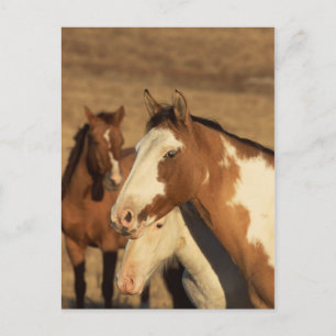 Postal Pinto en rebaño