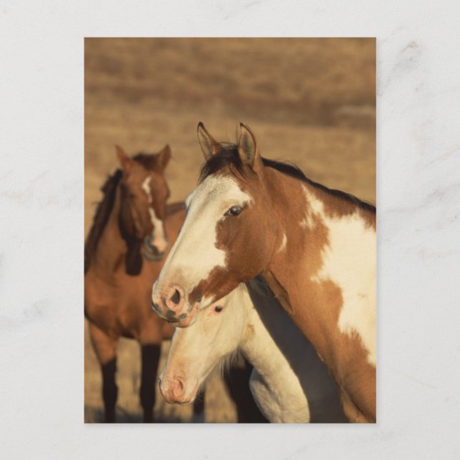 Postal Pinto en rebaño (Anverso)